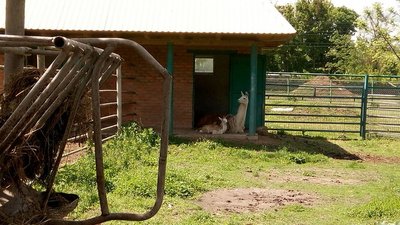 "Вага новонародженого близько 30 кілограмів". У Подільському зоопарку поповнення лам