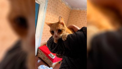 Налякані та у важкому стані: до Сновська привезли 10 котів з Херсона Налякані та у важкому стані: до Сновська привезли 10 котів з Херсона