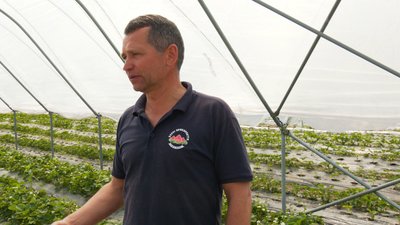 Прикарпатське підприємство увійшло до 50 кращих ягідних господарств України Прикарпатське підприємство увійшло до 50 кращих ягідних господарств України
