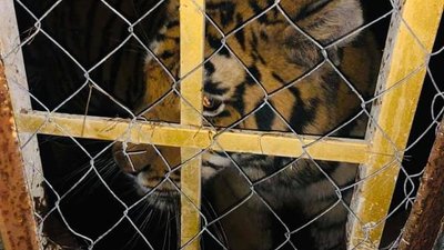 Трьох з шести тигрів, знайдених у Києві, забрали до харківського екопарку Трьох з шести тигрів, знайдених у Києві, забрали до харківського екопарку