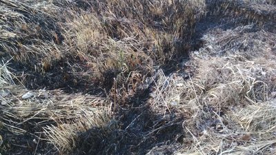 Очевидці розповіли про наслідки пожежі на лузі в Луцьку Очевидці розповіли про наслідки пожежі на лузі в Луцьку