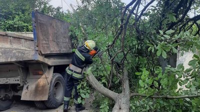 У Дніпрі дерево впало на вантажівку, коли та рухалася У Дніпрі дерево впало на вантажівку, коли та рухалася