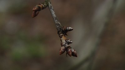 На Житомирщині через різкі зміни погоди може загинути частина урожаю плодових дерев На Житомирщині через різкі зміни погоди може загинути частина урожаю плодових дерев