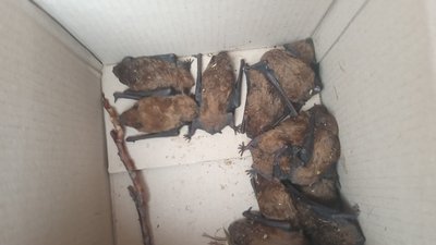На Тернопільщині врятували кажанів