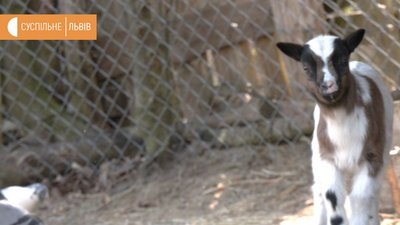 Двох бабаченят народила львівська бабачиха, що віщує прихід весни Двох бабаченят народила львівська бабачиха, що віщує прихід весни