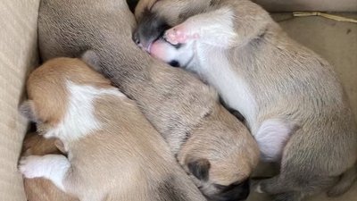 Викинуті у Краматорську цуценята