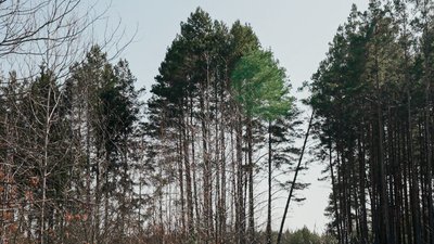 сосна