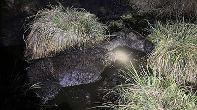 Кінь застряг у болоті