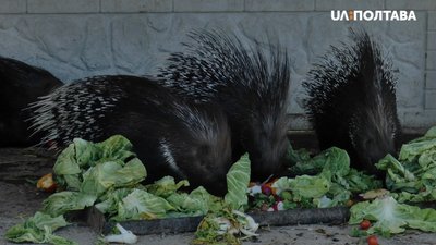 Дикобрази харчуються Дикобрази харчуються