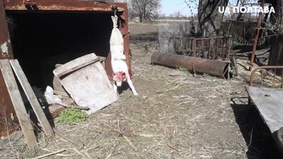 Побив та підвісив за лапи: на Полтавщині чоловік познущався над собаками Побив та підвісив за лапи: на Полтавщині чоловік познущався над собаками