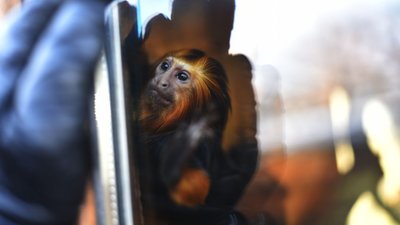 Найважче приматам: через перепади світла Луцький зоопарк працює в критичних умовах