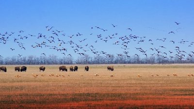 На Херсонщині заборонили використовувати бродіфакум поблизу заповідника “Асканія - Нова”