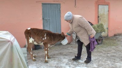 Господарка Тетяна Кулініч годує свою теличку Зорьку Господарка Тетяна Кулініч годує свою теличку Зорьку