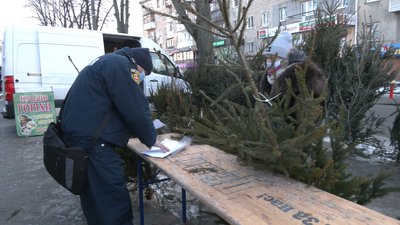 Ялинковий рейд: які дерева продають біля ринку у Рівному та як це контролюють Ялинковий рейд: які дерева продають біля ринку у Рівному та як це контролюють