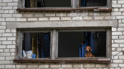 Собака дивиться у вибите вікно у будинку на окупованій території