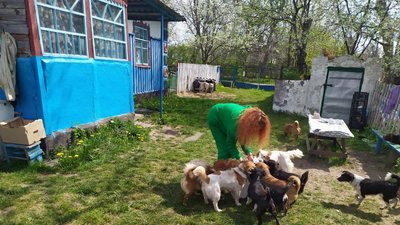 Чорні, білі, сірі, руді, коричневі, плямисті. Переселенка вивезла на Вінниччину 20 котів та 30 собак Чорні, білі, сірі, руді, коричневі, плямисті. Переселенка вивезла на Вінниччину 20 котів та 30 собак