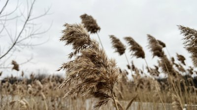 Якою буде погода на Закарпатті 10 березня