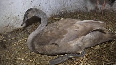 На Вінниччині родина прихистила в себе вдома лебедя та двох лелек На Вінниччині родина прихистила в себе вдома лебедя та двох лелек