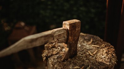 У Чернівецькій області лісгосп має сплатити 300 тис грн за незаконну рубку дерев