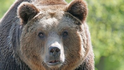 У Миколаївському зоопарку відзначають Міжнародний день ведмедя