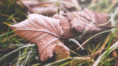 На Черкащині прогнозують заморозки