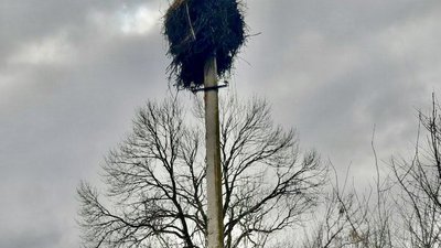 На Рівненщині встановляють безпечні домівки для лелек На Рівненщині встановляють безпечні домівки для лелек