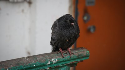 Херсон, погода, дощ, голуби