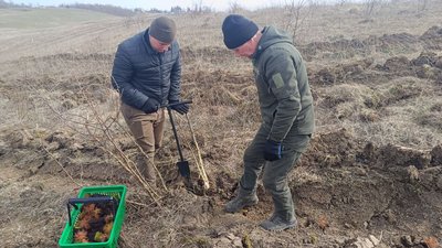 Для висадки лісів на Хмельниччині використовують класичний інструмент – меч Колесова Для висадки лісів на Хмельниччині використовують класичний інструмент – меч Колесова