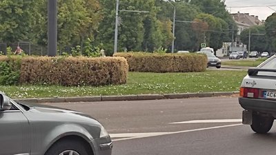 Гусінь у Луцьку знищує кущі самшиту: як боротимуться зі шкідником Гусінь у Луцьку знищує кущі самшиту: як боротимуться зі шкідником