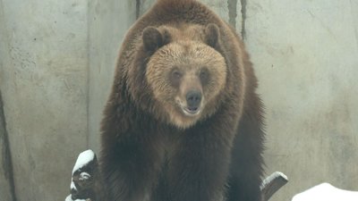 ведмеді ведмеді