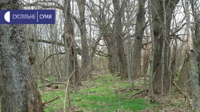 На місці кленової алеї, яку висадила родина Нарбутів на Сумщині, планують створити артоб'єкт На місці кленової алеї, яку висадила родина Нарбутів на Сумщині, планують створити артоб'єкт