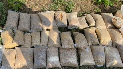 Марихуану, коноплі та 64 кг бурштину виявили під час обшуку в Мукачівському районі Марихуану, коноплі та 64 кг бурштину виявили під час обшуку в Мукачівському районі