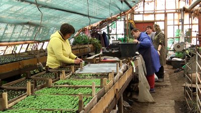 У Житомирі комунальники планують висадити більше 100 тисяч рослин У Житомирі комунальники планують висадити більше 100 тисяч рослин