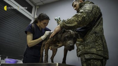 Як волонтери рятують тварин на звільненій Київщині