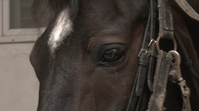 Риссю і галопом. У Франківську пройшли дитячі змагання з кінного спорту Риссю і галопом. У Франківську пройшли дитячі змагання з кінного спорту