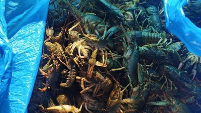 Раки, які виявили інспектори