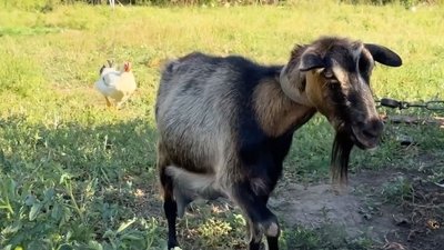 "В них дружба": на Кіровоградщині півень пасеться разом із козою