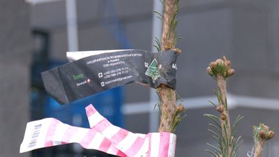 Незаконна рубка дерев: на Вінниччині триває операція "новорічна ялинка" Незаконна рубка дерев: на Вінниччині триває операція "новорічна ялинка"