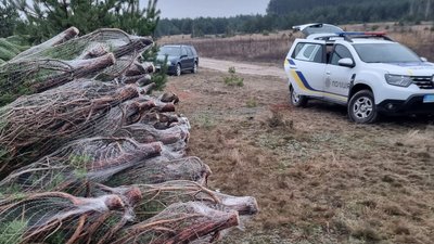 На Волині виявили незаконну заготівлю новорічних ялинок — Держекоінспекція На Волині виявили незаконну заготівлю новорічних ялинок — Держекоінспекція