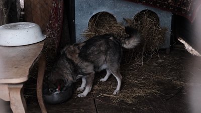 Використовують сіно та палети. У Чернівцях у центрі стерилізації утеплюють вольєри для собак