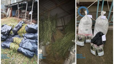 20 обшуків та 1 000 кущів коноплі: в Одесі викрили наркоугруповання – прокуратура 20 обшуків та 1 000 кущів коноплі: в Одесі викрили наркоугруповання – прокуратура