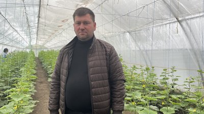 Комунальна теплиця в Опішні вже має перший урожай та вийшла на чистий прибуток Комунальна теплиця в Опішні вже має перший урожай та вийшла на чистий прибуток