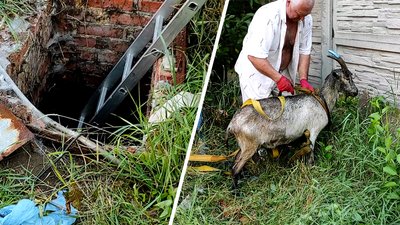 "Любить у шкоду встряти". Як у Харкові рятували козу Фатіму, яка впала у п'ятиметрову яму
