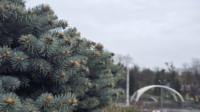 Ялинка у Вінниці