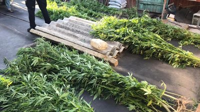 На Житомирщині виявили теплицю з коноплею На Житомирщині виявили теплицю з коноплею