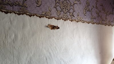 миропілля миропілля