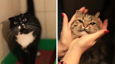 У Черкасах коти з фронту шукають родини