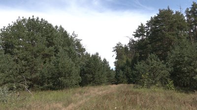 Ліси-самосіви на Чернігівщині хочуть легалізувати: скільки їх і що для цього треба Ліси-самосіви на Чернігівщині хочуть легалізувати: скільки їх і що для цього треба