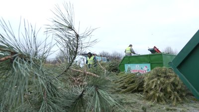 У Харкові після свят викидають близько 100 тисяч ялинок — комунальники У Харкові після свят викидають близько 100 тисяч ялинок — комунальники