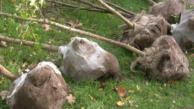 Запоріжжя долучилося до акції "Мільйон дерев за добу" Запоріжжя долучилося до акції "Мільйон дерев за добу"